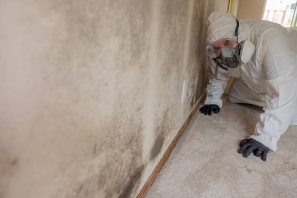  Linden, NJ Mold Removal Services Pros